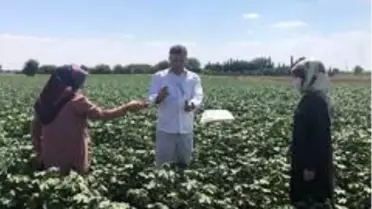 Pamuğu tehdit eden zararlılara karşı tuzaklı önlem