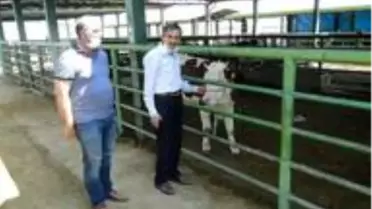 Son dakika güncel: Kurban Bayramı öncesinde hayvan pazarı denetlendi