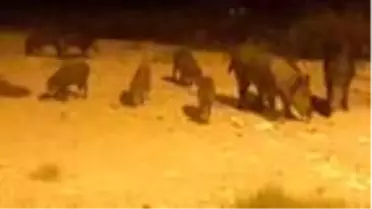 Kuşadası'ndaki hayvanseverler Bakan Soylu'dan yardım bekliyor