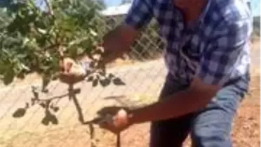 Malatya'da antepfıstığı yaygınlaştırılıyor