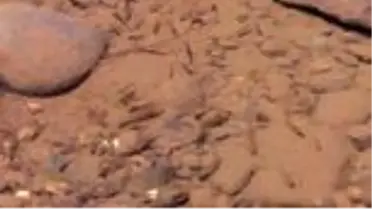 Akbalık yavrularının Munzur Çayı'ndaki yaşam mücadelesi görüntülendi