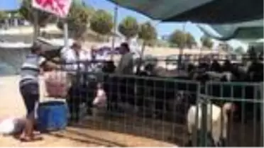 Hayvan pazarlarında 'Kurban Bayramı' hareketliliği başladı