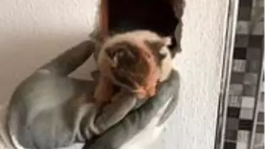 Havalandırma boşluğunda mahsur kalan kedi kurtarıldı