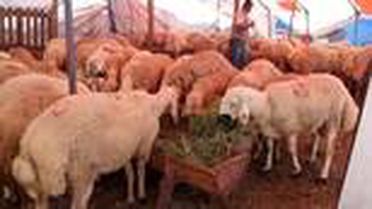 Yozgat'ın kuyruklu koçları kurban pazarında ilgi gördü