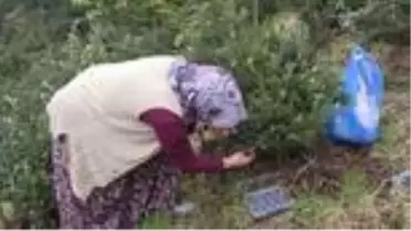 Giresunlu çiftçi mavi yemişle gelirini artırdı