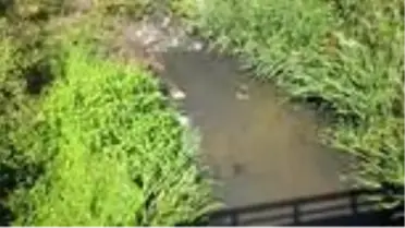 Sakarya'nın saklı kalmış cennetini besleyen dere siyaha büründü