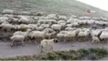 Kangal köpeklerine 'Çipli takip'
