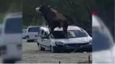 SAMSUN Kurbanlık boğa ürküp park halindeki aracın üstüne çıktı