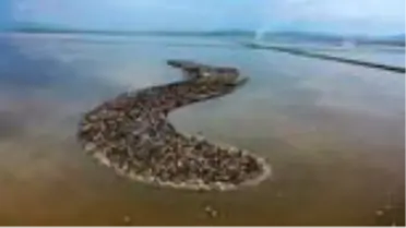 (DRONE) Türkiye'nin büyüleyen güzelliği: Kuş cennetleri(1) - İZMİR/BALIKESİR/