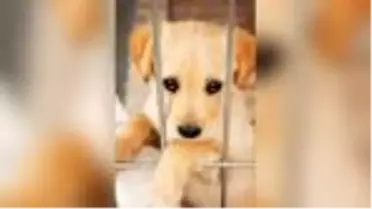 Hayvan Hakları Yasa teklifi neden Meclis'e sunulmuyor? Her saat, her gün önemli