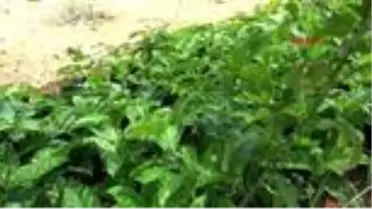 ANTALYA Çarkıfelek meyvesine ilgi artıyor