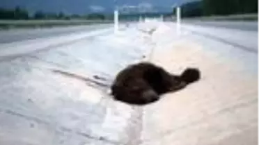 Tokat'ta telef olan ayı, yaylaya doğal yem olarak bırakıldı