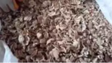 Türkiye'nin önemli haşhaş üretim merkezlerinden Afyonkarahisar'da 'haşhaş kapsülü' alımı başladı