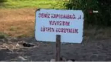 Yavru Caretta Carettalar denizle buluşmaya başladı