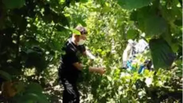 Üretici başkan fındık bahçesinde