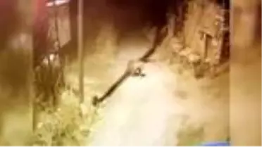 Köye inen ayılar arı kovanlarına zarar verdi