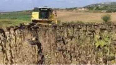 Osmaniye'de ayçiçeğinde bu yıl 18 bin ton verim bekleniyor