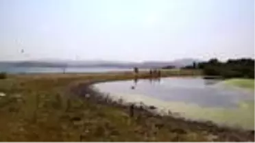 Son dakika haberleri... Van Gölü'nde martı ölümleri