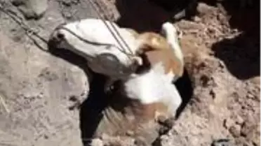 Son Dakika: Kuyuya düşen inek kurtarıldı