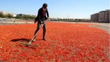 Şanlıurfa isotunun acı telaşı başladı
