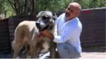 SİVAS Kangal köpeği yetiştiricileri çipli takipten memnun - TEKRAR