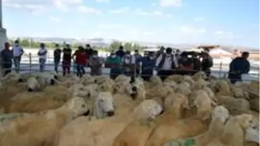 Üreticilere damızlık koç dağıtıldı