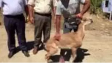 Kurdun saldırdığı yaban keçisini kangal köpeği kurtardı