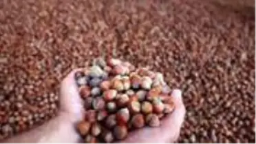 Giresun serbest piyasasında 2020 ürünü fındık, kilosu 22 liradan sezona başladı