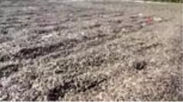 Kırkağaç'ta ay çekirdeği hasadı başladı