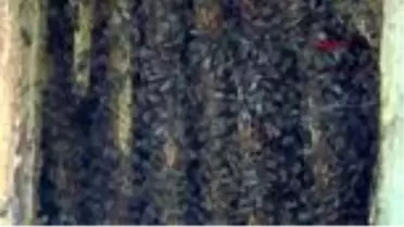 Son Dakika | Arılar, iklim değişikliği nedeniyle yok olma tehlikesiyle karşı karşıya