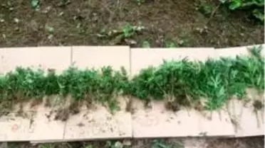 Son dakika haber... Bartın merkezli 4 ilde uyuşturucu operasyonu