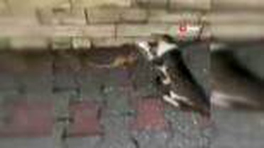 Son dakika... Bukalemun ile oynayan kedi kamerada
