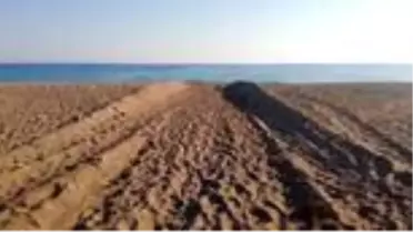 Caretta carettaların üreme alanına iş makinesiyle girildi