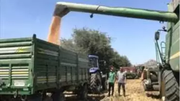 Ceyhan'da mısır hasadı başladı