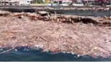 Son dakika haber... (DRONE) Sahil, selin sürüklediği odun parçaları ile kaplandı