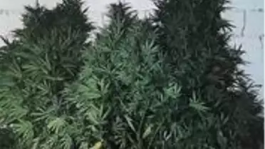 Son dakika haberi! Evinin bahçesine kenevir eken şahsı jandarma yakaladı
