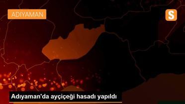 Adıyaman'da ayçiçeği hasadı yapıldı