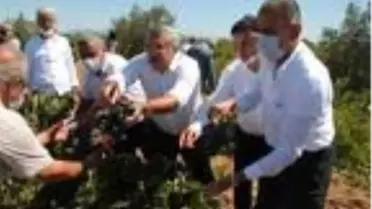 AK Parti Hatay Milletvekili Yayman: Hassa üzümünü marka haline getireceğiz