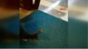 Son dakika haber | Dev örümcek ile yavru kedinin kavgası kamerada