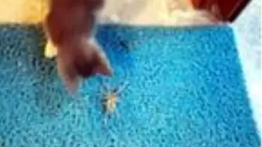 Dev örümcek ile yavru kedinin mücadelesi kamerada