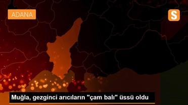 Muğla, gezginci arıcıların 'çam balı' üssü oldu