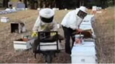 Çam balı üretiminde yüzde 35-40 kayıp: 'Fiyat 500 liranın üstünde olacak'