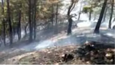 Aynı yerde orman yangını çıktı, iki çoban gözaltına alındı