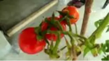 Üniversite öğrencisi genç kekik ve nane aromalı domates yetiştirdi