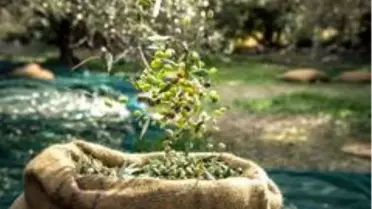 Ambalajlı zeytin ve zeytinyağı ihracatını artırmak için tarımsal destek talebi