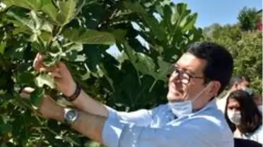 Dalaman'da 'Kaya inciri' hasadı