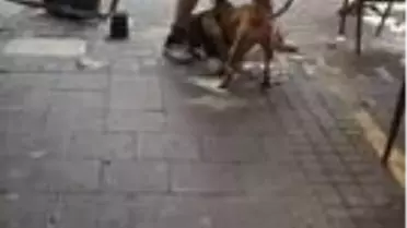 İstanbul'un göbeğindeki pitbull dehşetine para cezası