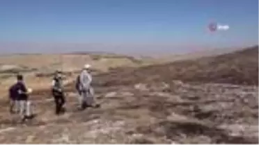 Beydağı'nda küle dönen 3 bin fidanın yerine yenileri dikilecek