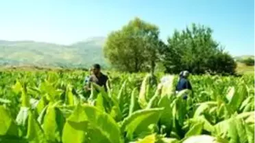 Kaymakam Uçar, tütün üreticileriyle tarlada bir araya geldi