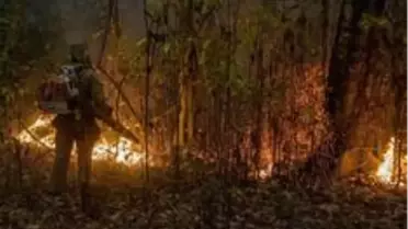 Fotoğraflarla: Brezilya'da tropikal sulak alanları kasıp kavuran yangınlar
